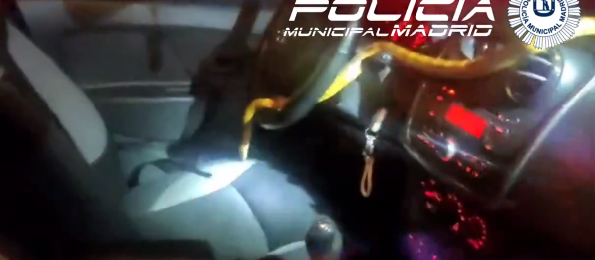 Serpiente en el coche de una mujer