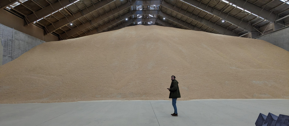 Grano almacenado en la terminal agroalimentaria de TMG en Langosteira