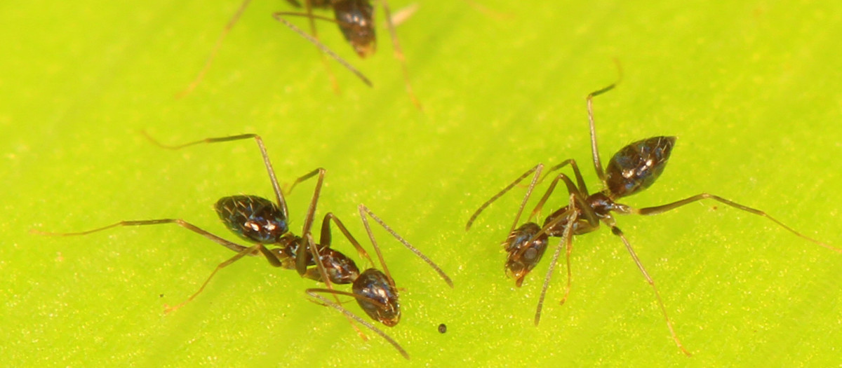 'Paratrechina longicornis'