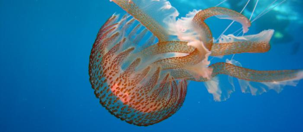 La presencia de medusas es habitual en la costa andaluza