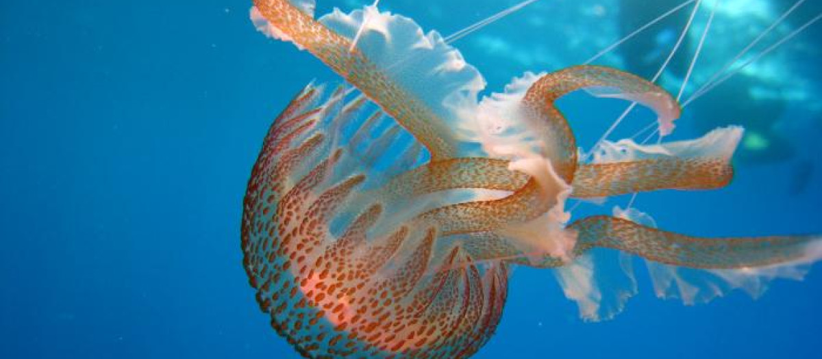 La presencia de medusas es habitual en la costa andaluza