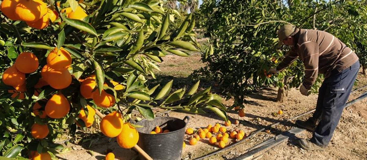 AVA-ASAJA, Agricultura