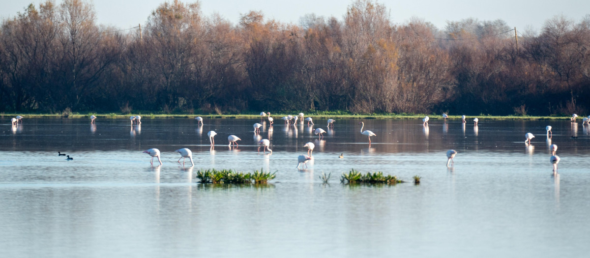 Se han contabilizado en las marismas de Doñana 120.649 ejemplares de aves acuáticas, el 18 % de su máximo,