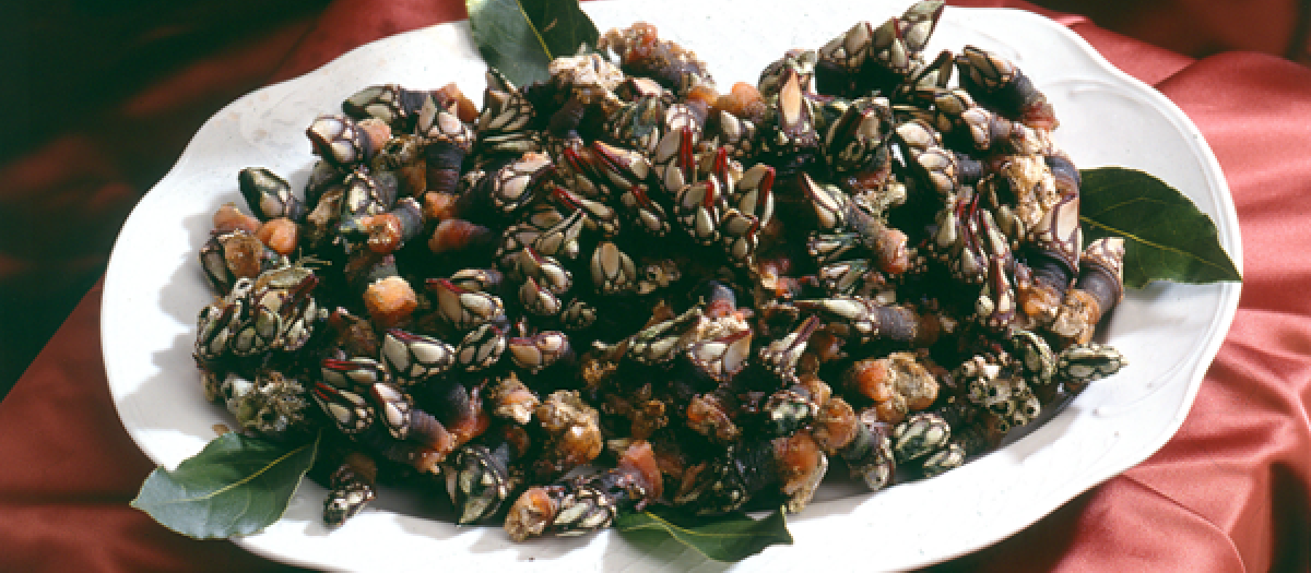 Percebes, marisco típico de Galicia