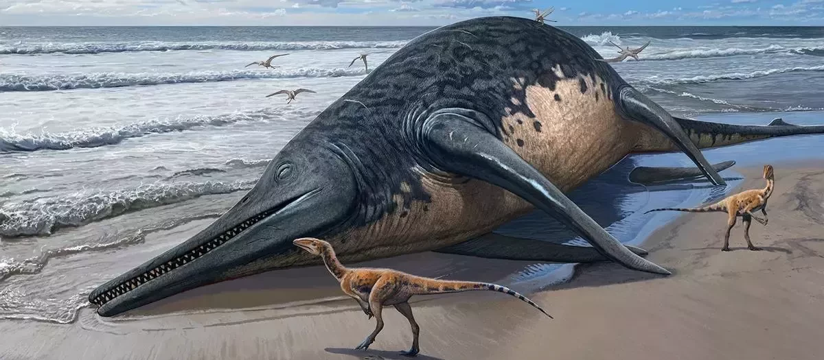 Dibujo de I. severnensis en una playa