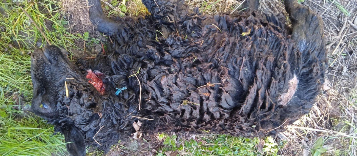 Restos de una oveja muerta atacada por un lobo