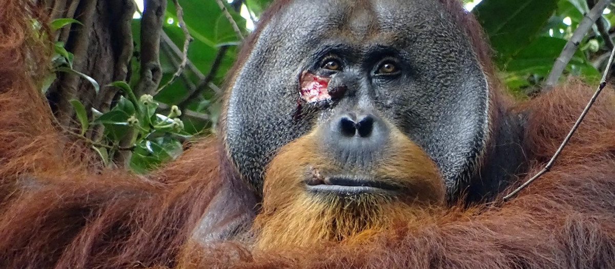 El orangután Rakus, con la herida en su mejilla que se trató con una planta medicinal
