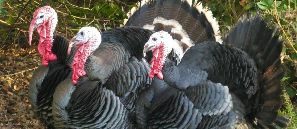 Pavos