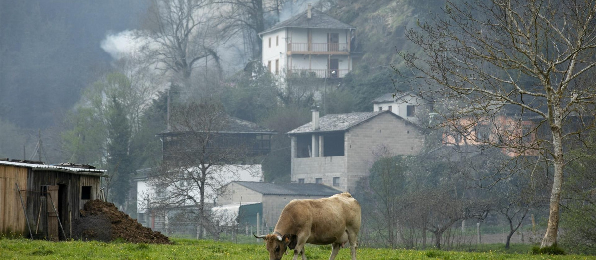Un toro pasta en la zona de vegetación donde ocurre un incendio del concejo de Tineo, en Asturias