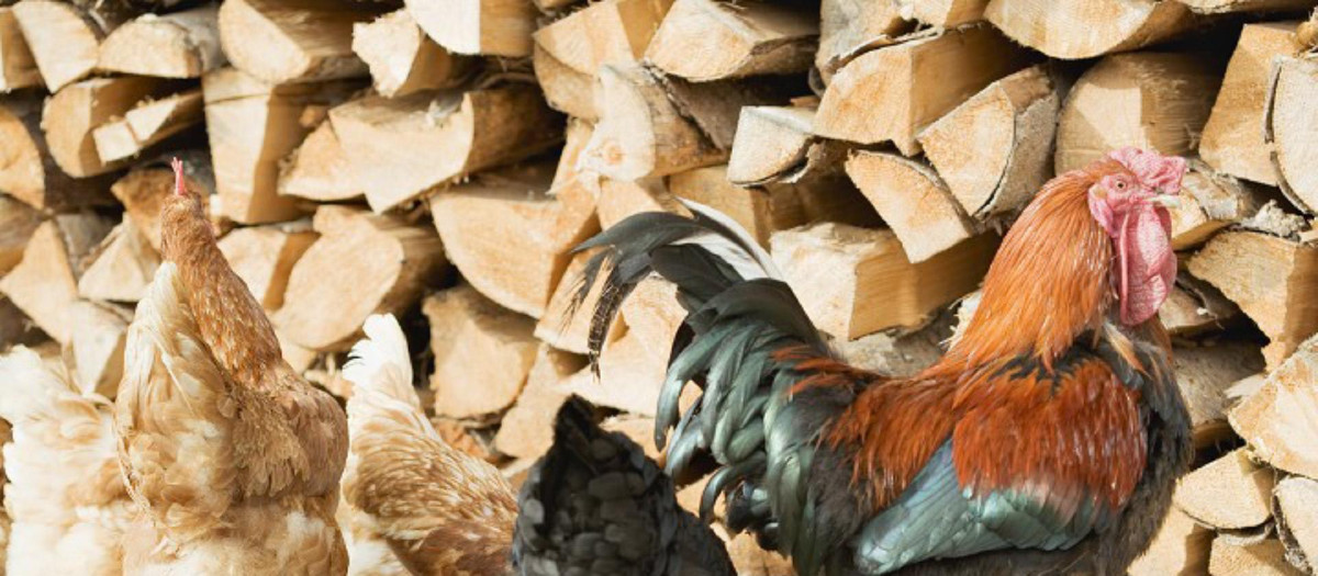 La gripe aviar suele estar vinculada a infecciones en granjas