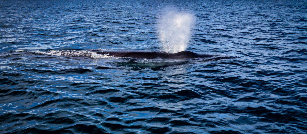 Ballena sei
