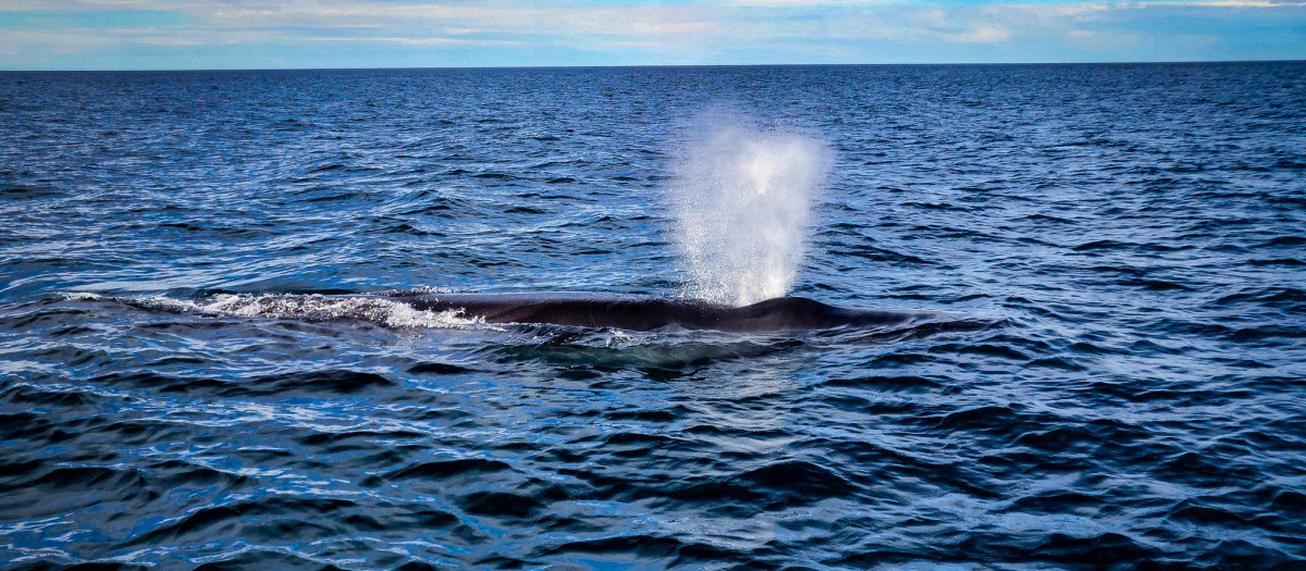 Ballena sei