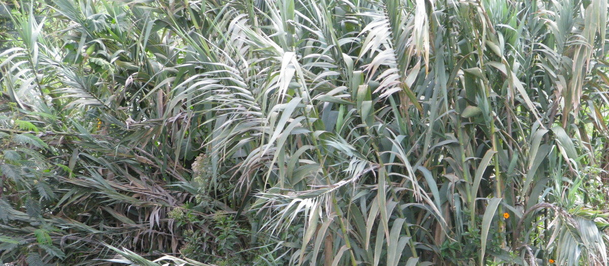 Arundo donax