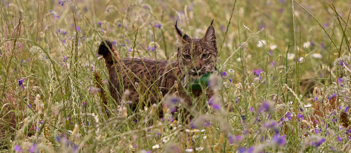 Fotografía de la suelta de dos ejemplares de lince ibérico para su reintroducción al medio natural