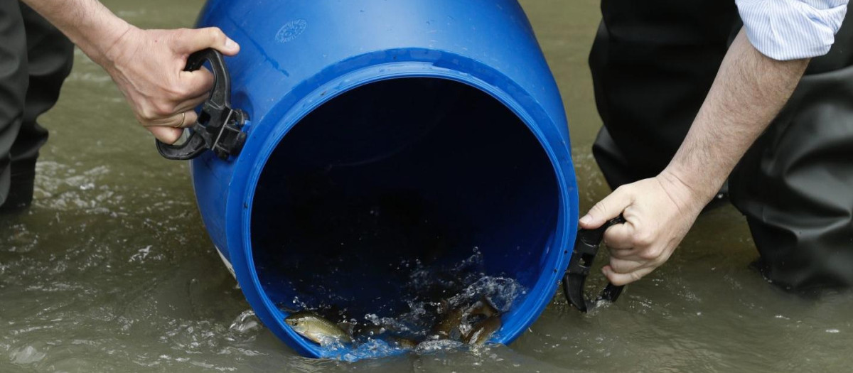 El Ayuntamiento de Madrid ha reintroducido 4 nuevas especies de peces en el Manzanares