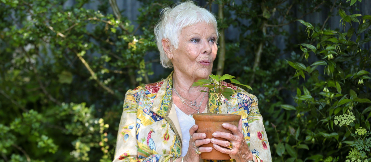 Judi Dench, hace unos días, en su aparición en el Chelsea Flower Show de Londresmacetero