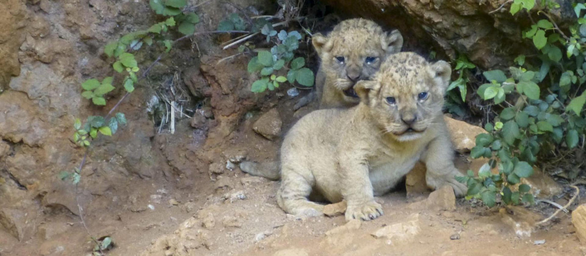 Dos leones han nacido en el Parque de la Naturaleza de Cabárceno