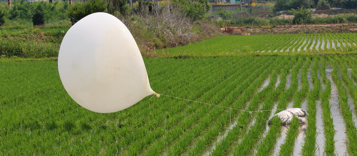 Globo norcoreano cargado de basura sobre un campo de arroz en Corea del Sur