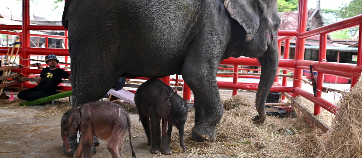 Gemelos nacidos de un elefante