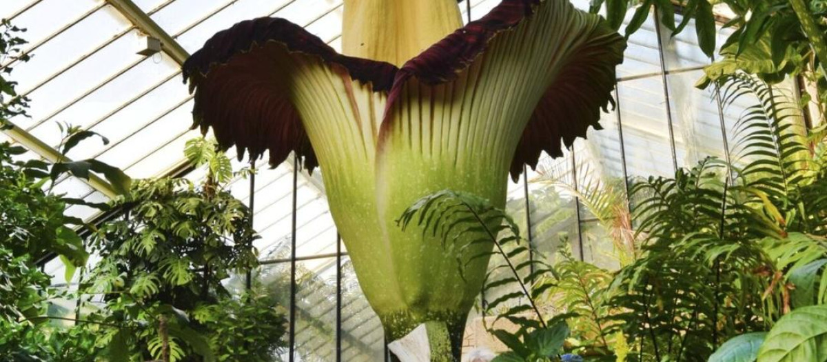 Ejemplar de Amorphophallus titanum en el Real Jardín Botánico de Kew (Reino Unido)