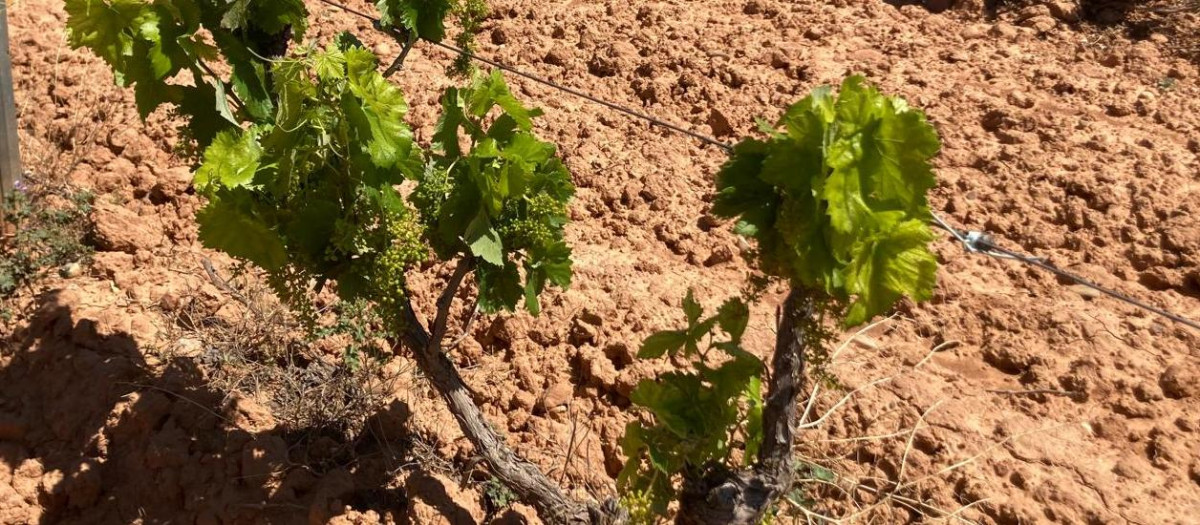 Un cultivo de secano afectado por la sequía