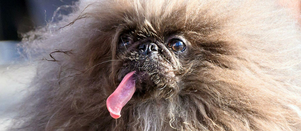 Wild Thang, el perro más feo del mundo