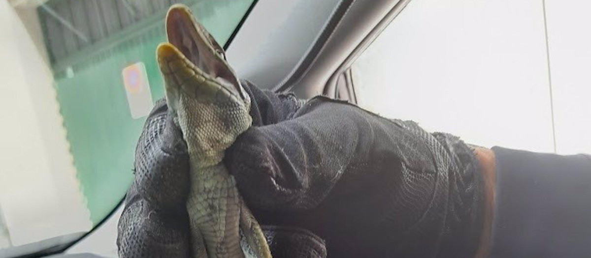 Lagarto capturado