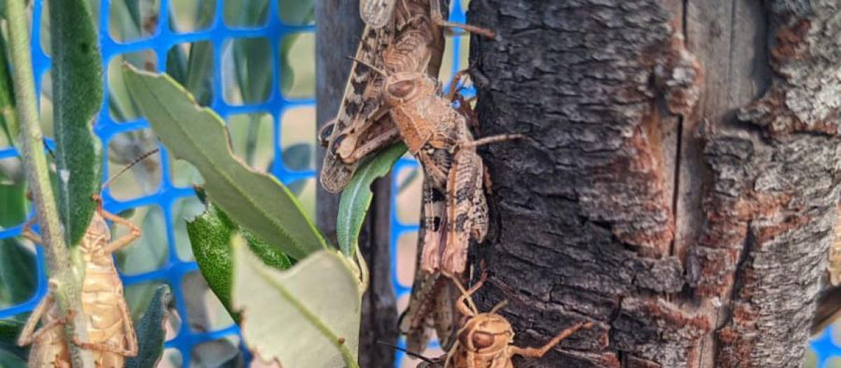 Una plaga de saltamontes que causa estragos en las cosechas de Requena, en Valencia