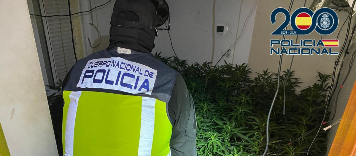 La existencia de estas plantaciones suponía para los vecinos numerosos cortes de la luz