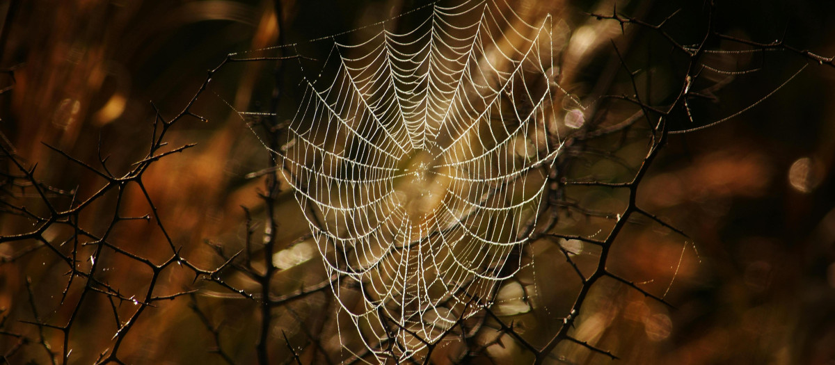 Telaraña
