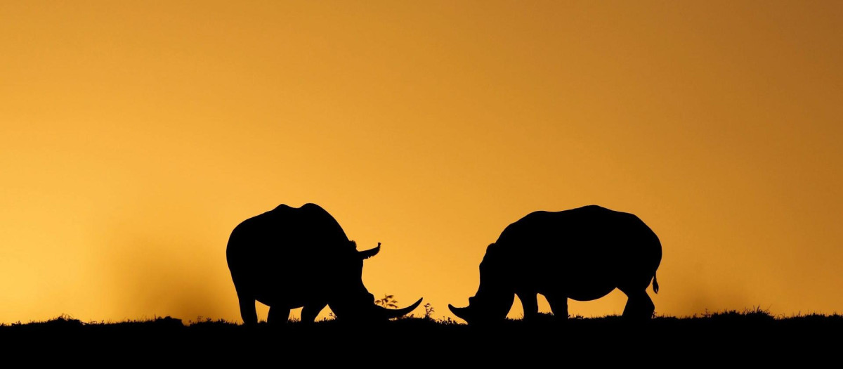Dos rinocerontes pastan mientras se pone el sol en el Parque de Animales Salvajes Kragga Kamma, en Sudáfrica