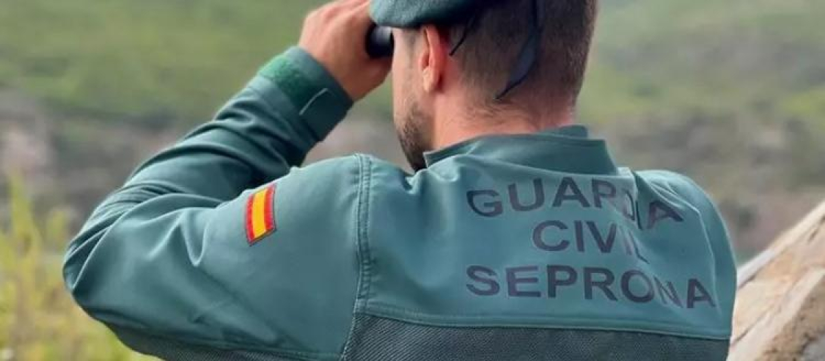 Los agentes de Guardia Civil han contado los dientes del reptil para asegurarse que ninguno de ellos había pasado al torrente sanguíneo de la víctima