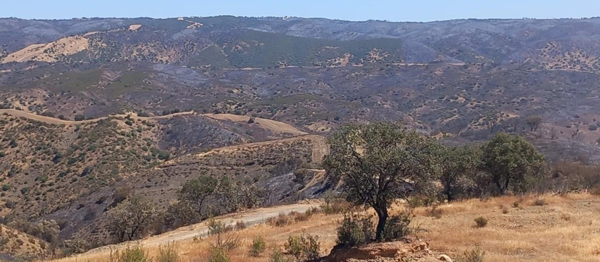 15/07/2024 Zona afectada por el incendio de Obejo.
POLITICA ANDALUCÍA ESPAÑA EUROPA CÓRDOBA
PLAN INFOCA