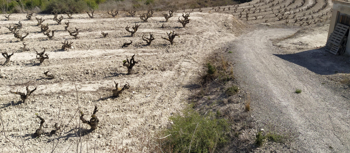 Un viñedo de la Comunidad Valenciana afectado por la escasez de agua