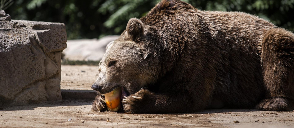 Un orso pardo en el Zoo Aquarium de Madrid