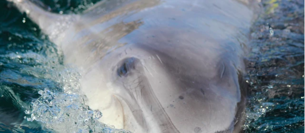 Esta es la especie del delfín que se puede ver en las aguas gallegas