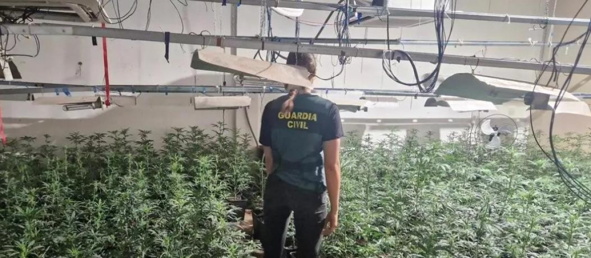 Una agente de la Guardia Civil, en la plantación de marihuana de La Alcudia