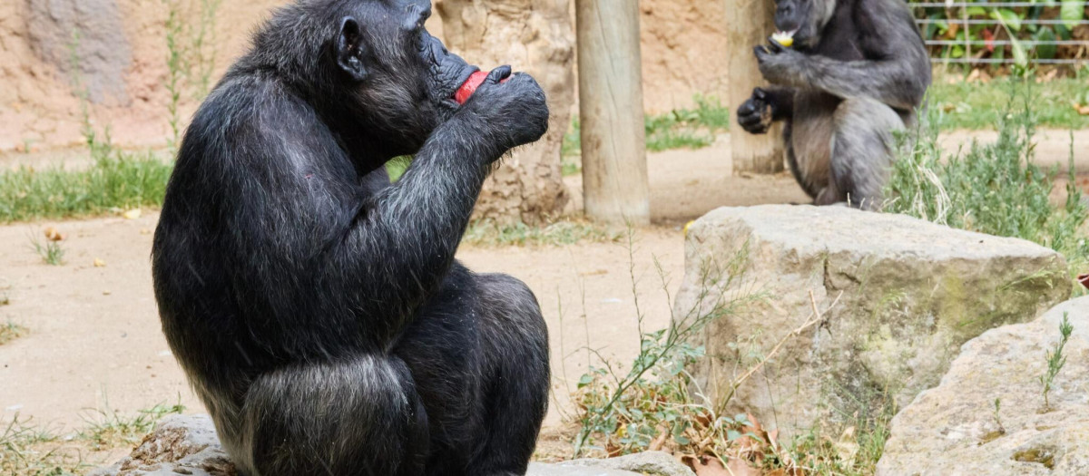 Chimpancés comiendo helado en el Zoo de Barcelona