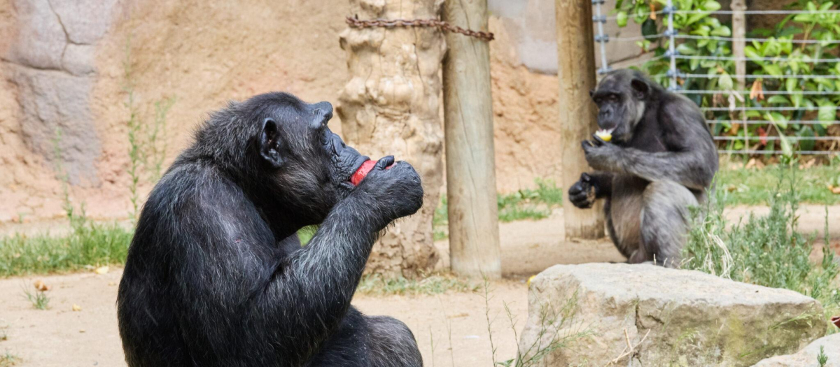 Chimpancés comiendo helado en el Zoo de Barcelona