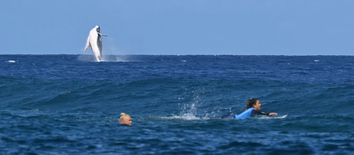 Una ballena irrumpe en las semifinales de surf y deja una de las imágenes de estos Juegos Olímpicos