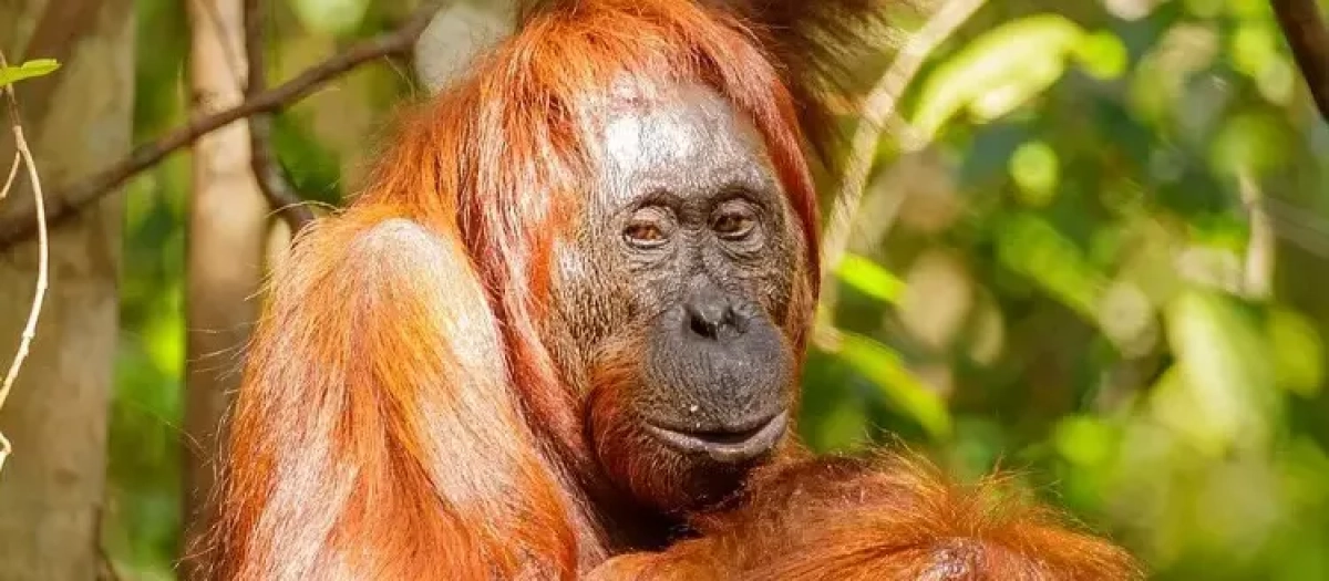 Un orangután de Bormeo