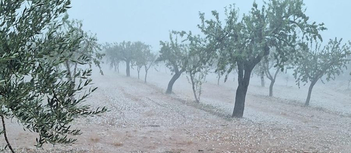 Estado de una tierra de cultivo valenciana en medio de la DANA que ha golpeado la región