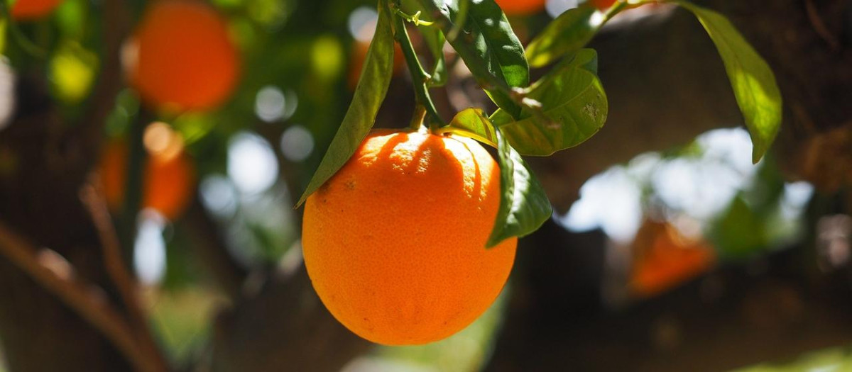 Naranja