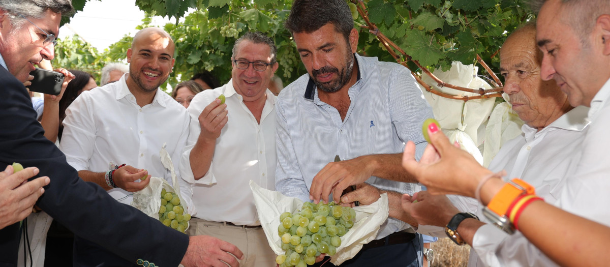 Carlos Mazón, durante el corte del primer racimo de Uva Embolsada del Vinalopó