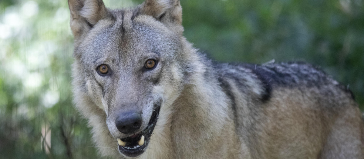 Un lobo en un recinto del Centro Científico del Lobo, en Ernstbrunn, Baja Austria