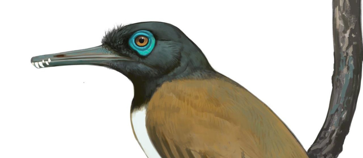 Ilustración de Longipteryx