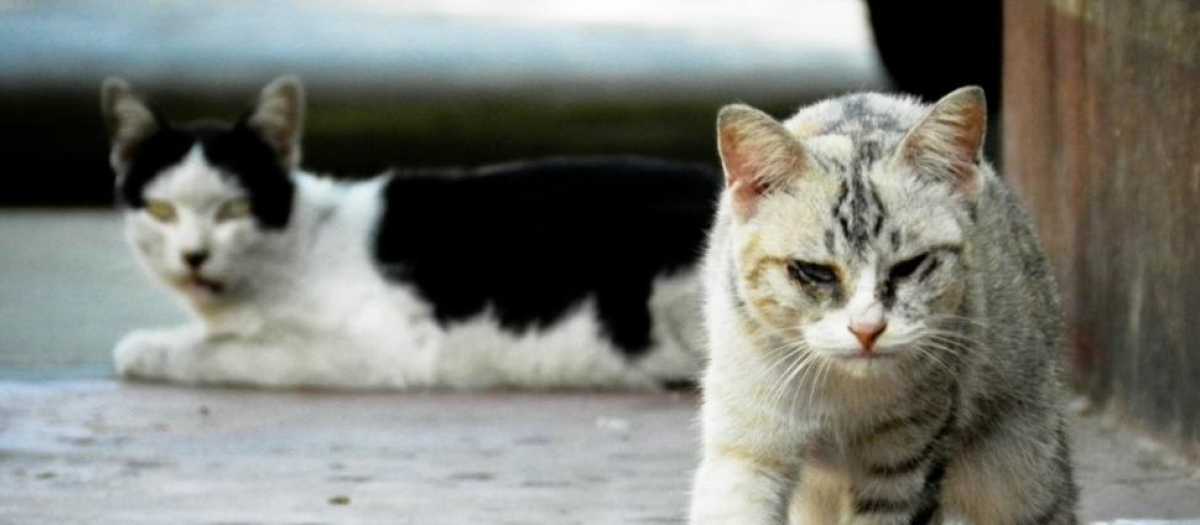 Un par de gatos callejeros, en una imagen de archivo