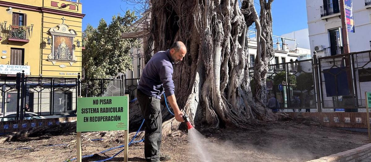 Riego en el ficus de San Jacinto de Sevilla, ya talado parcialmente en 2022