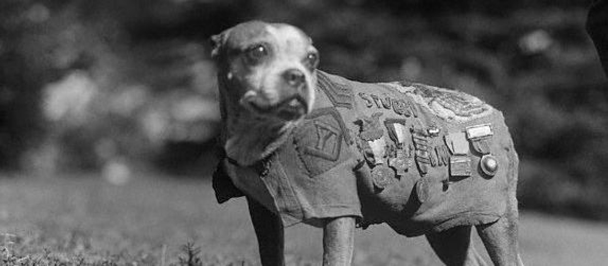 Foto del perro conocido comosargento Stubby. Luchó durante la Primera Guerra Mundial