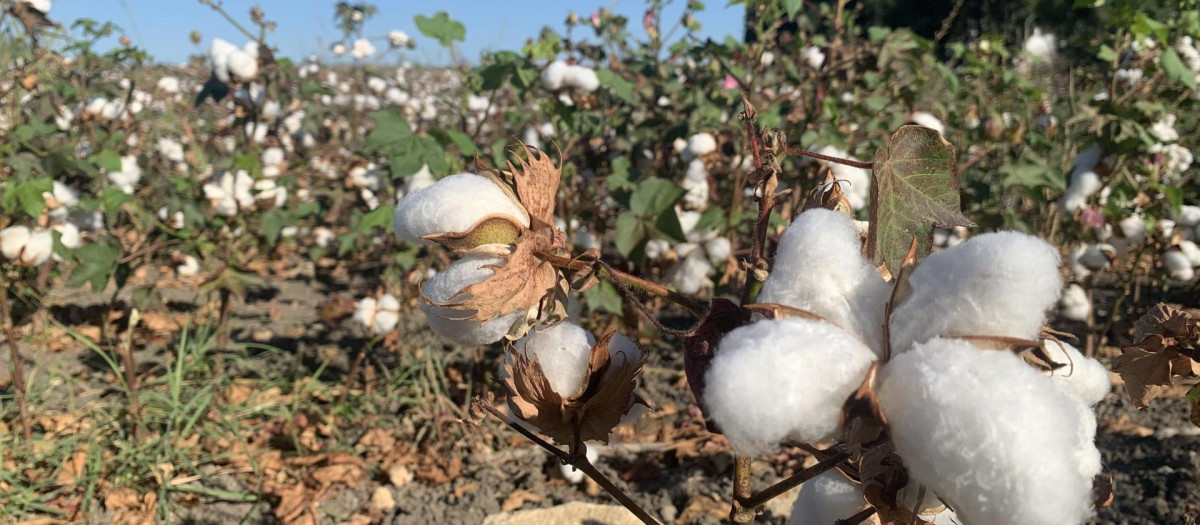 Imagen de un campo de algodón en Lebrija (Sevilla)